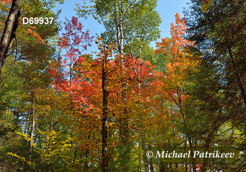 Algonquin Provincial Park, Ontario